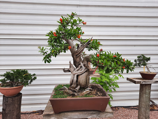 Comprar herramientas bonsai baratas - CENTROBONSAI Comprar bonsáis Online  Tienda online - Envío a domicilio