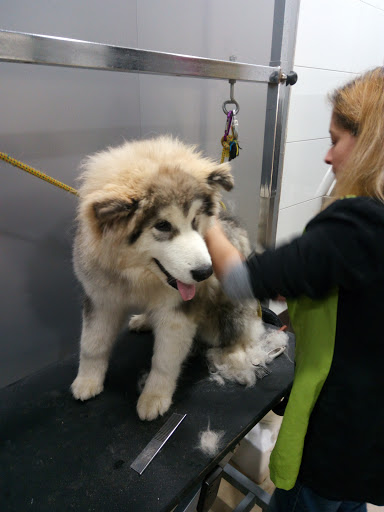 Interzoo Gran Vía - Valencia   Peluquería Canina Productos para mascotas Comprar pienso para perros y gatos