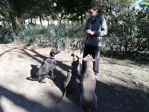 Masterofcanes - educación y adiestramiento canino Valencia