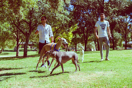 Educadores Caninos Valencia - Walking Dogs
