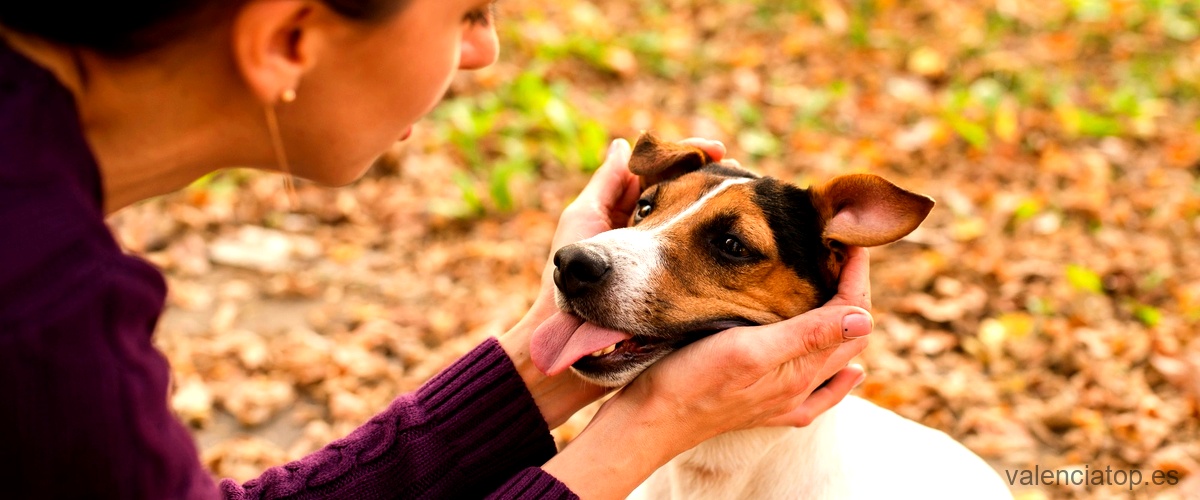 ¿Cuál es el costo de una consulta con un etólogo canino en Valencia?