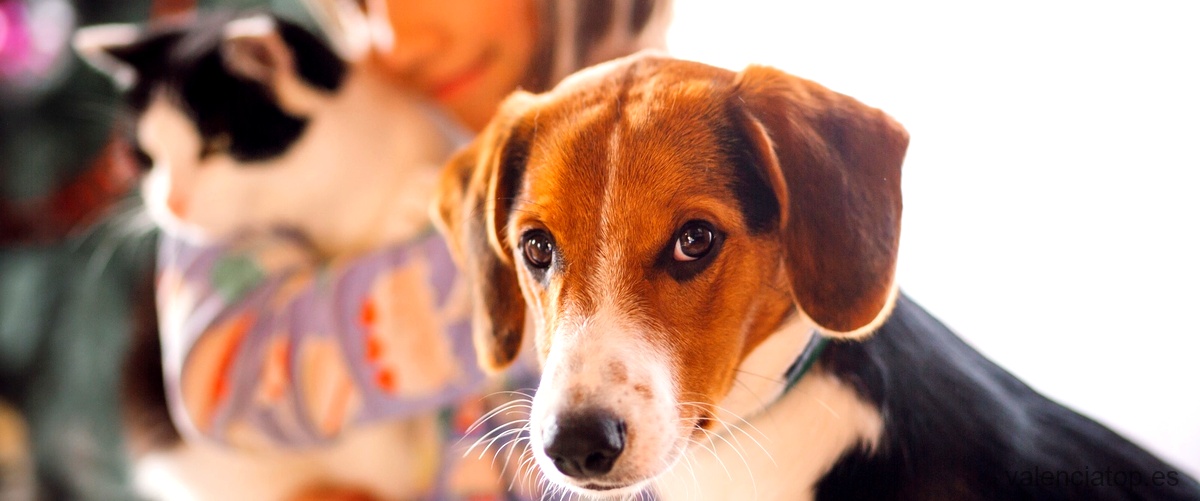 ¿Cuál es el precio de un perro de raza Beagle en un criadero de Valencia?