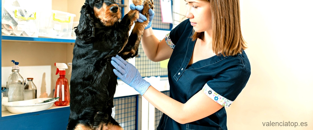 ¿Cuáles son las diferentes especialidades de la medicina veterinaria?