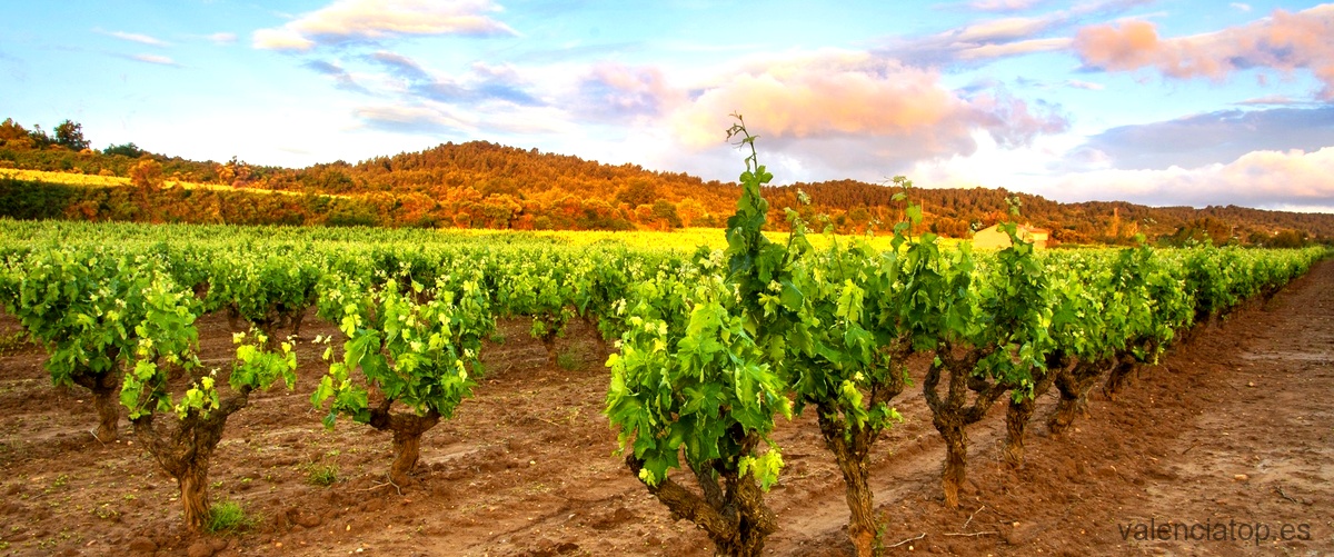 ¿Dónde se produce el mejor vino tinto en la zona de vinos de Valencia?